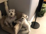 Irkının Tüm Özelliklerine Sahip Otur Kalk Eğitimi Var Minyatür Schnauzer