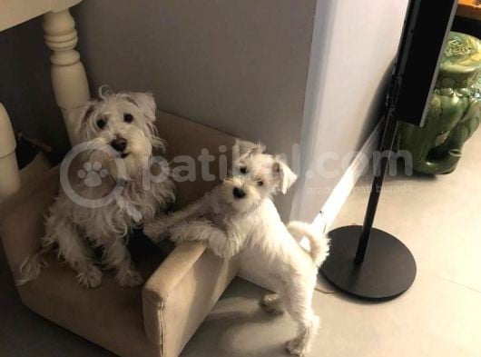 Irkının Tüm Özelliklerine Sahip Otur Kalk Eğitimi Var Minyatür Schnauzer