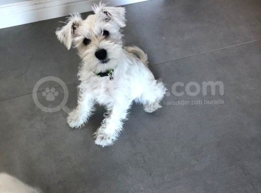 Irkının Tüm Özelliklerine Sahip Otur Kalk Eğitimi Var Minyatür Schnauzer görsel