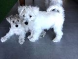 Irkının Tüm Özelliklerine Sahip Otur Kalk Eğitimi Var Minyatür Schnauzer