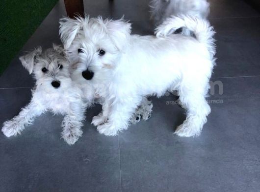 Irkının Tüm Özelliklerine Sahip Otur Kalk Eğitimi Var Minyatür Schnauzer görsel