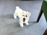 Irkının Tüm Özelliklerine Sahip Otur Kalk Eğitimi Var Minyatür Schnauzer
