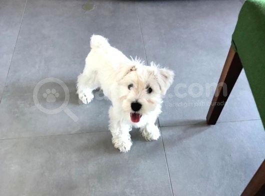 Irkının Tüm Özelliklerine Sahip Otur Kalk Eğitimi Var Minyatür Schnauzer görsel