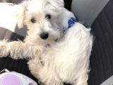 Irkının Tüm Özelliklerine Sahip Otur Kalk Eğitimi Var Minyatür Schnauzer
