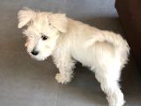 Irkının Tüm Özelliklerine Sahip Otur Kalk Eğitimi Var Minyatür Schnauzer