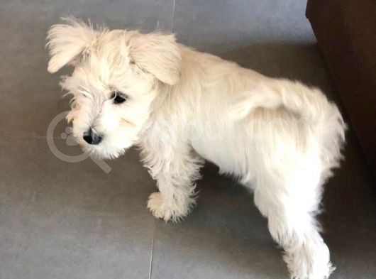 Irkının Tüm Özelliklerine Sahip Otur Kalk Eğitimi Var Minyatür Schnauzer görsel