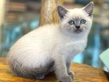 Blue Point British Shorthair Dişi Yavrumuz