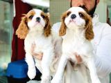 Cavali̇er King Charles Yavrular