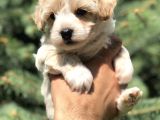 Party Color F2 Maltipoo