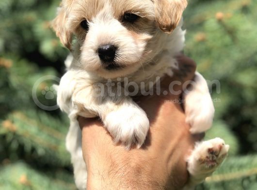 Party Color F2 Maltipoo görsel