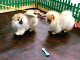 Pomerani̇an Boo Yavrulari