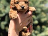 Birbirinden Güzel Maltipoo Yavrularımız
