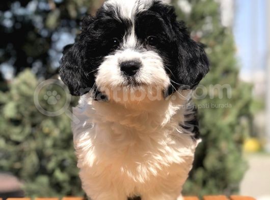 4.5 Aylık Wc Eğitimli Morkie görsel