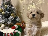 Maltipoo Dizayn Irk Sevimli Yavrular 