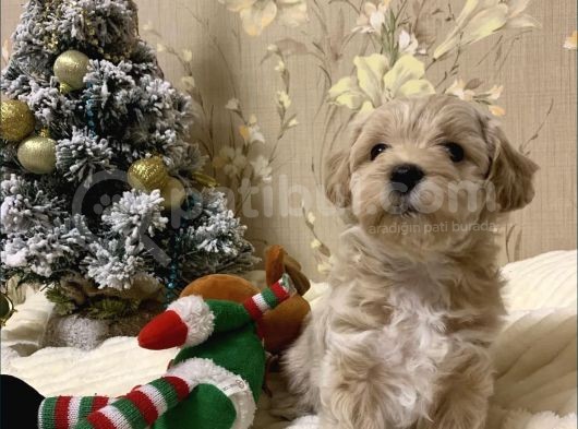 Maltipoo Dizayn Irk Sevimli Yavrular  görsel