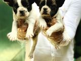 Fransiz Bulldog Yavrular