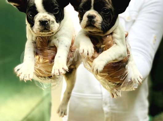 Fransiz Bulldog Yavrular