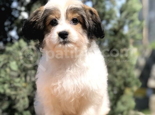 Three Color 4 Aylık Wc Eğitimli Dişi Morkie Yavrumuz görsel