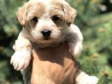 Party Color F2 Maltipoo