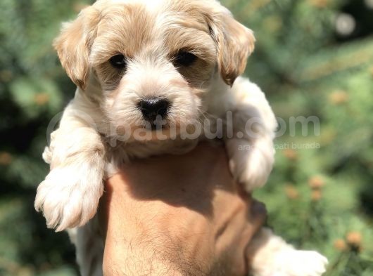 Party Color F2 Maltipoo görsel
