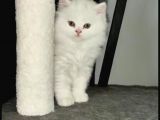 Safkan Britisch Shorthair Long Hair Sevmeniz Garanti