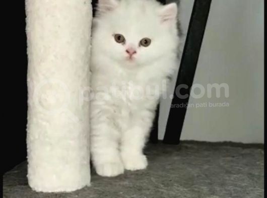 Safkan Britisch Shorthair Long Hair Sevmeniz Garanti