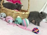 Sevimli British Shorthair Yavrularımız Yeni Yuva Arıyor