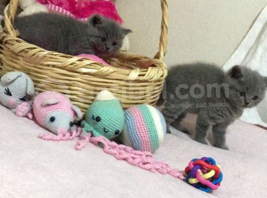 Sevimli British Shorthair Yavrularımız Yeni Yuva Arıyor görsel