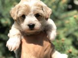 Party Color F2 Maltipoo