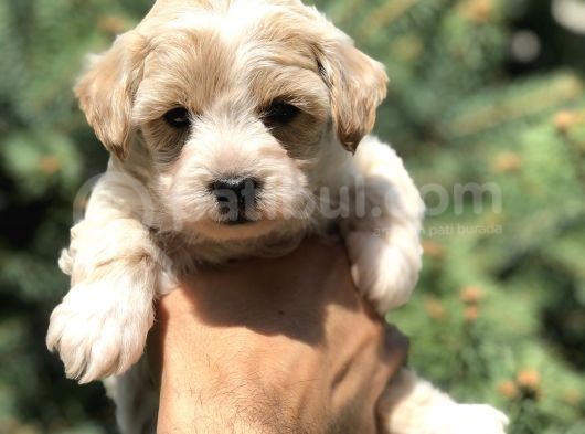 Party Color F2 Maltipoo