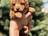 Birbirinden Güzel Maltipoo Yavrularımız