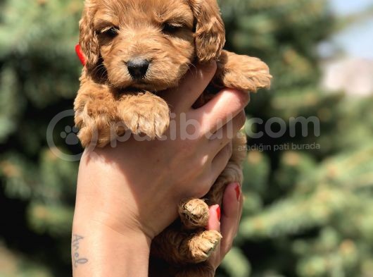 Birbirinden Güzel Maltipoo Yavrularımız