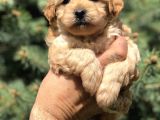 Orjinal Maltipoo Güzelliği