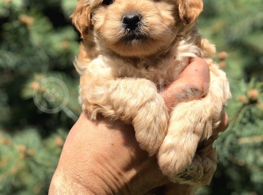Orjinal Maltipoo Güzelliği görsel