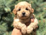 Orjinal Maltipoo Güzelliği