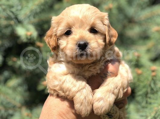 Orjinal Maltipoo Güzelliği görsel