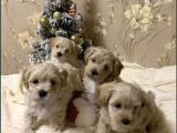 Maltipoo Dizayn Irk Sevimli Yavrular 