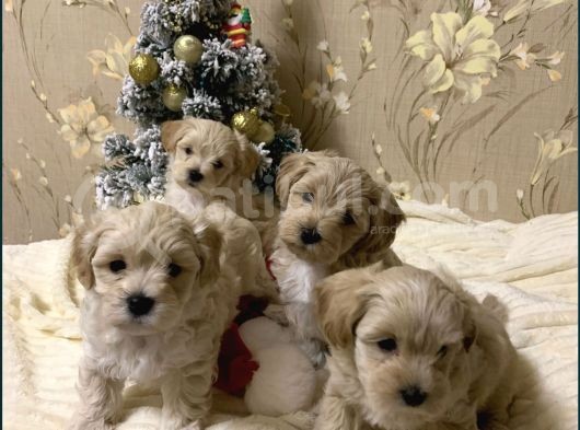 Maltipoo Dizayn Irk Sevimli Yavrular 