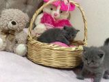 Sevimli British Shorthair Yavrularımız Yeni Yuva Arıyor