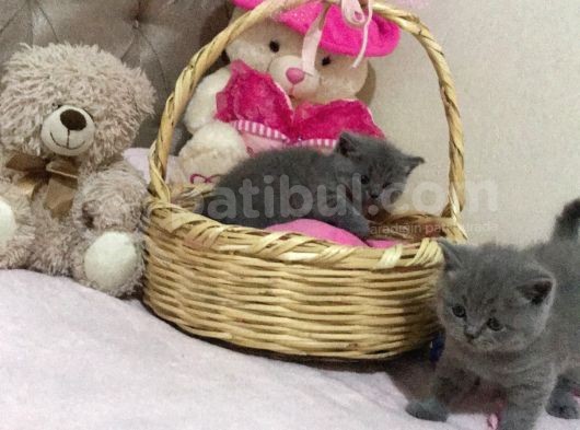 Sevimli British Shorthair Yavrularımız Yeni Yuva Arıyor görsel
