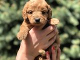 Birbirinden Güzel Maltipoo Yavrularımız
