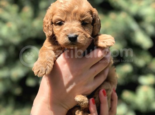 Birbirinden Güzel Maltipoo Yavrularımız görsel