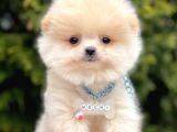 Safkan Pomeranian Boo Yavrularımız