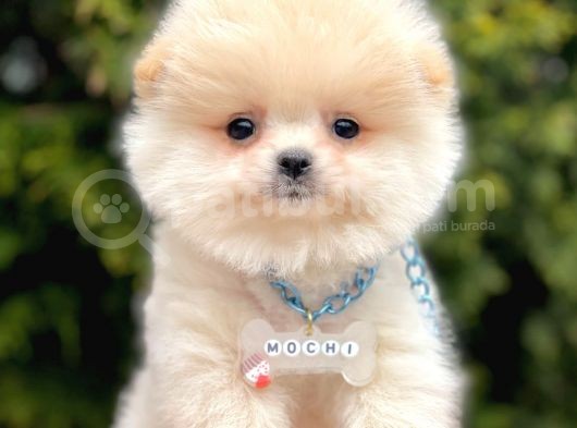 Safkan Pomeranian Boo Yavrularımız