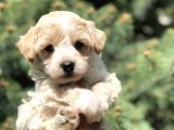 Party Color F2 Maltipoo