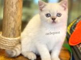 Lilac Point British Shorthair Dişi Yavrumuz