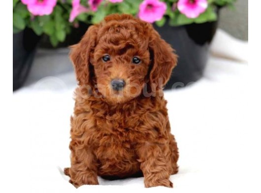 Red Brown A Kali̇te Toy Poodle Bebekler