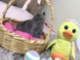 Sevimli British Shorthair Yavrularımız Yeni Yuva Arıyor