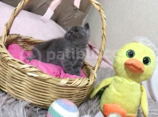 Sevimli British Shorthair Yavrularımız Yeni Yuva Arıyor görsel