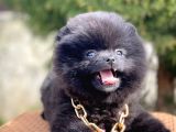 Safkan Pomeranian Boo Yavrularımız